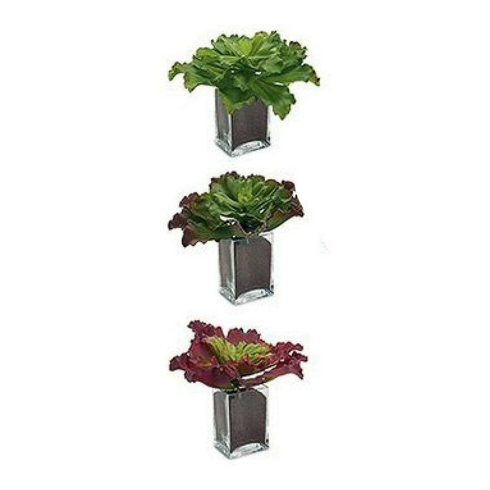 Planta Decorativa 8430852557773 (31 x 24 x 31 cm)